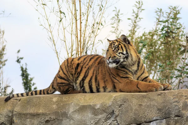 A Sumatran tigers — Stock Photo, Image