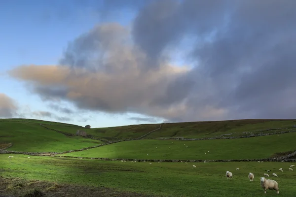 Yorkshire dales — Stockfoto