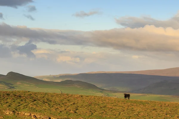 Yorkshire dales — Stock fotografie