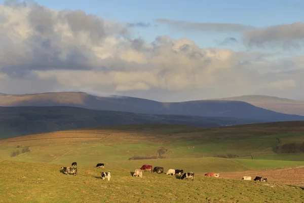 El Yorkshire brilla — Foto de Stock