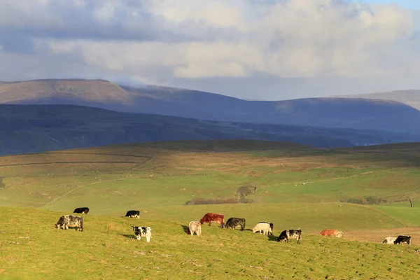 Yorkshire dales — Stock fotografie