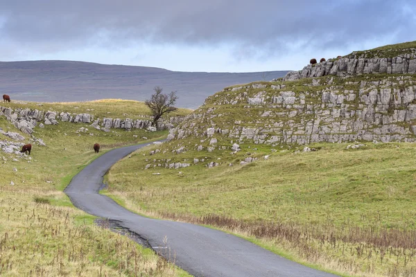 Yorkshire Dales Vacas — Foto de Stock