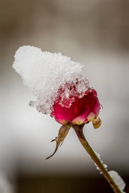 Karlı kırmızı gül