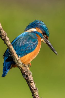 Kingfisher (Alcedo) bir dala tünedi