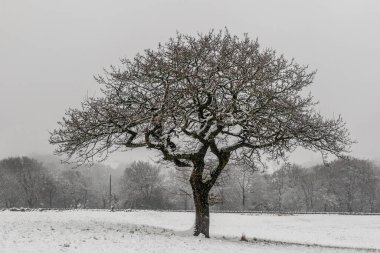 Karda yapayalnız bir ağaç