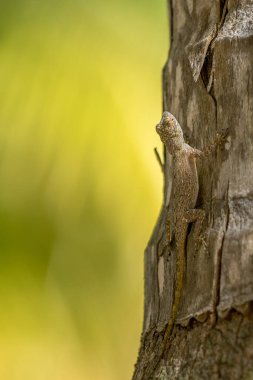 Dominik Cumhuriyeti Karayip Adalarında Gecko