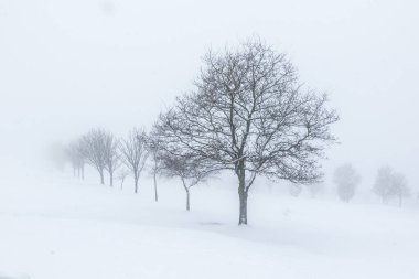 Karda bir sıra ağaç