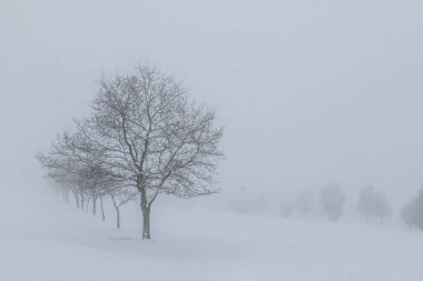 Karda bir sıra ağaç