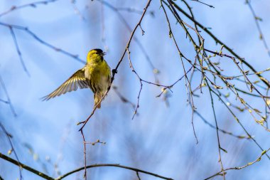 Siskin (Carduelis spinus) bir ağaca tünedi