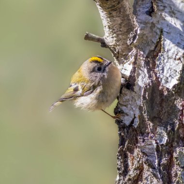 Bir ağaçta Goldcrest (Regulus regulus)