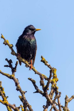 Bir ağaca tünemiş Starling (Sturnus vulgaris)