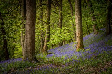 Hardcastle Crags, İngiltere 'nin Batı Yorkshire kentinde bulunan ormanlık bir Pennine vadisidir..