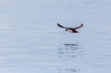 Martı, Farne Adaları Doğa Rezervi, İngiltere