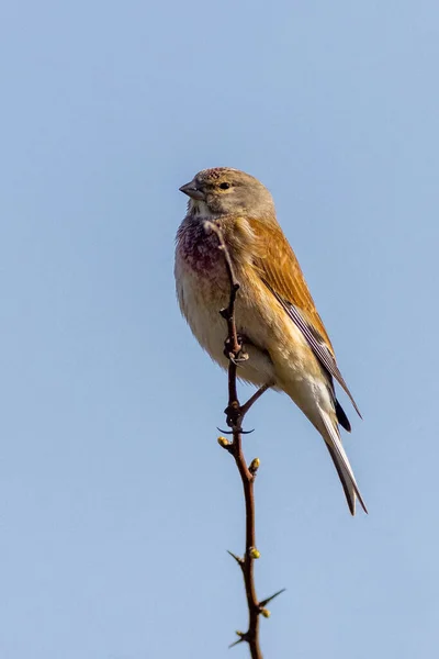 Linnet Linaria Cannabina Siedzący Gałęzi — Zdjęcie stockowe