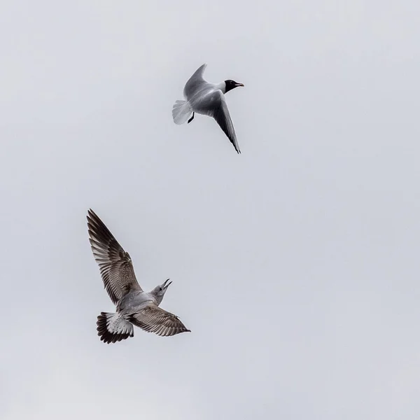 Vanlig Mås Försöker Mat Från Svarthuvad Mås — Stockfoto