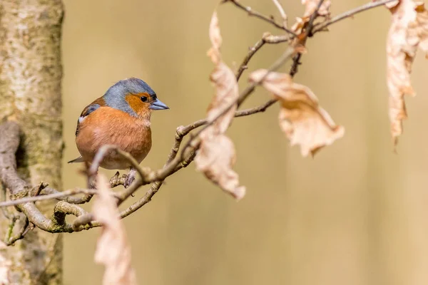 Chaffinch Fringilla Coelebs Een Boom — Stockfoto