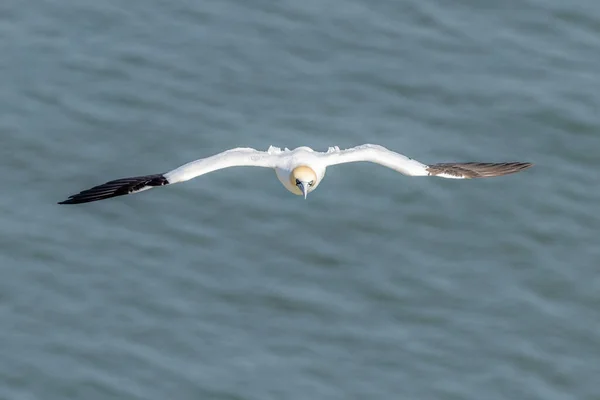 Gannet Morus Bassanus Voo — Fotografia de Stock