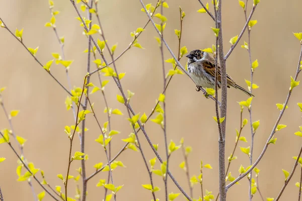 Rietbunting Emberiza Schoeniclus Een Struik — Stockfoto