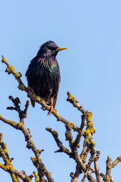 Szpak Sturnus Vulgaris Siedzący Drzewie — Zdjęcie stockowe