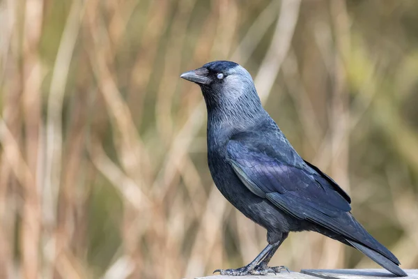 閉じたニッケート膜を示すJackdaw Corvus Monedula — ストック写真