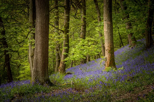 Bluebells Hyacinthoides Non Scripta Hardcastle Crags Valle Boscoso Pennine West — Foto de Stock