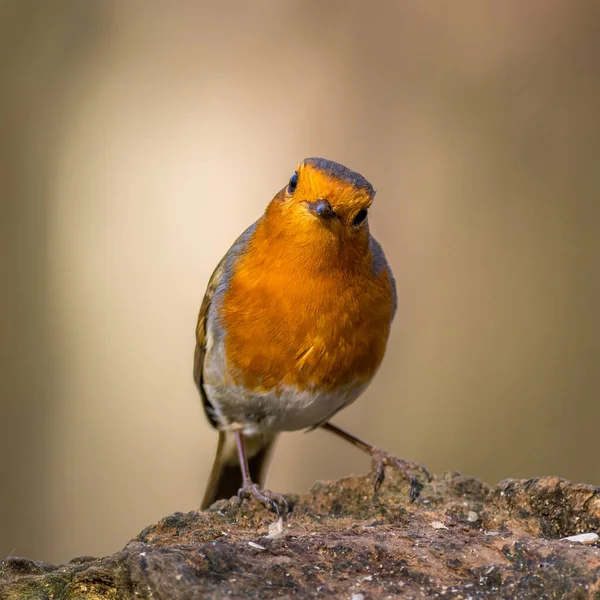 Robin Erithacus Rubecula Siedzący Pniu — Zdjęcie stockowe