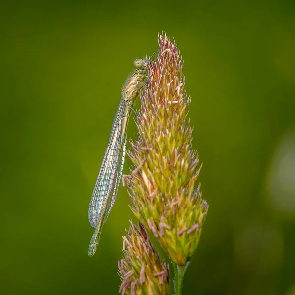 Damselfly Uma Haste Grama — Fotografia de Stock