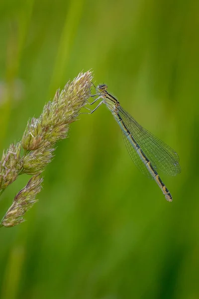 草茎上的蜻蜓 — 图库照片