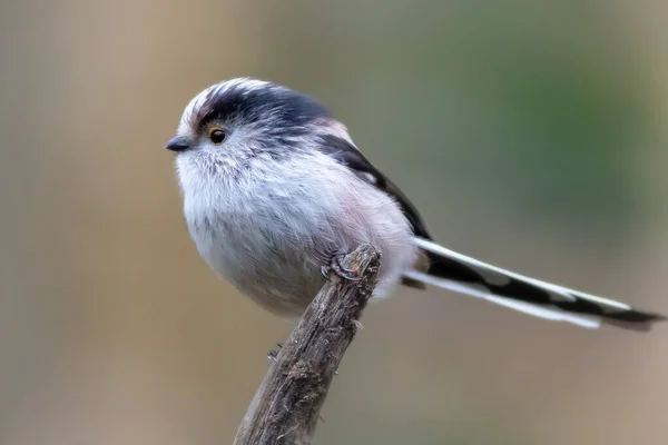 Длиннохвостая Синица Aegithalos Caudatus Сидит Ветке — стоковое фото