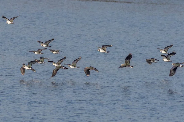 Lapwing Vanellus Vanellus Voo — Fotografia de Stock