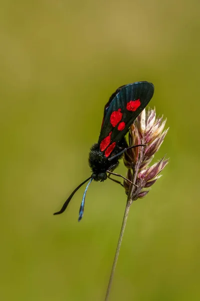 Fünffleckige Kreuzblume Zygaena Trifolii Auf Einem Grasstamm — Stockfoto