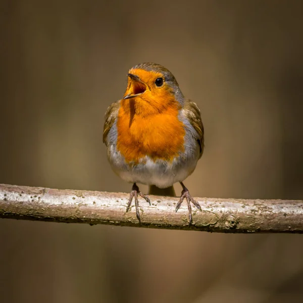 Erithacus Rubecula 栖息在树枝上 — 图库照片