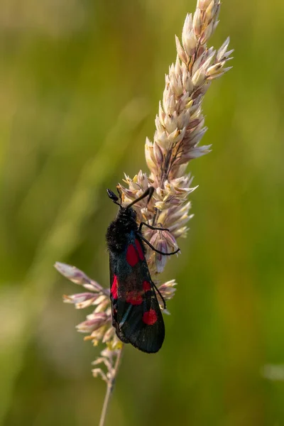 Pięcioplamkowy Burnet Zygaena Trifolii Łodydze Trawy — Zdjęcie stockowe