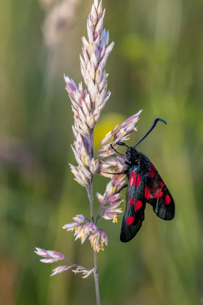 Five Spot Burnet Zygaena Trifolii Stonku Trávy — Stock fotografie