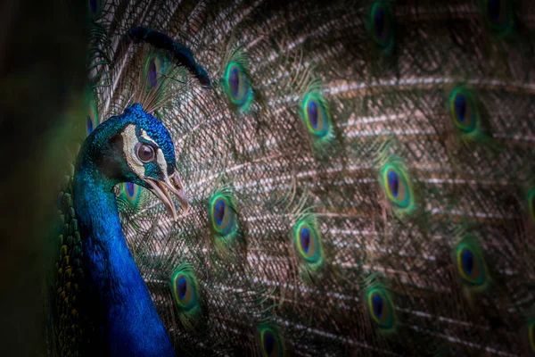 オス孔雀も一般的な桃として知られ オスクジャクは鮮やかな色をしており 主に青い扇状のへら状の線状羽の紋があります — ストック写真