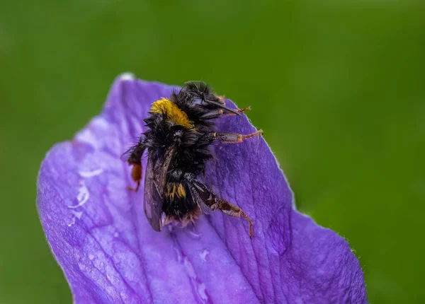 Mokrá Včela Fialovém Květu — Stock fotografie