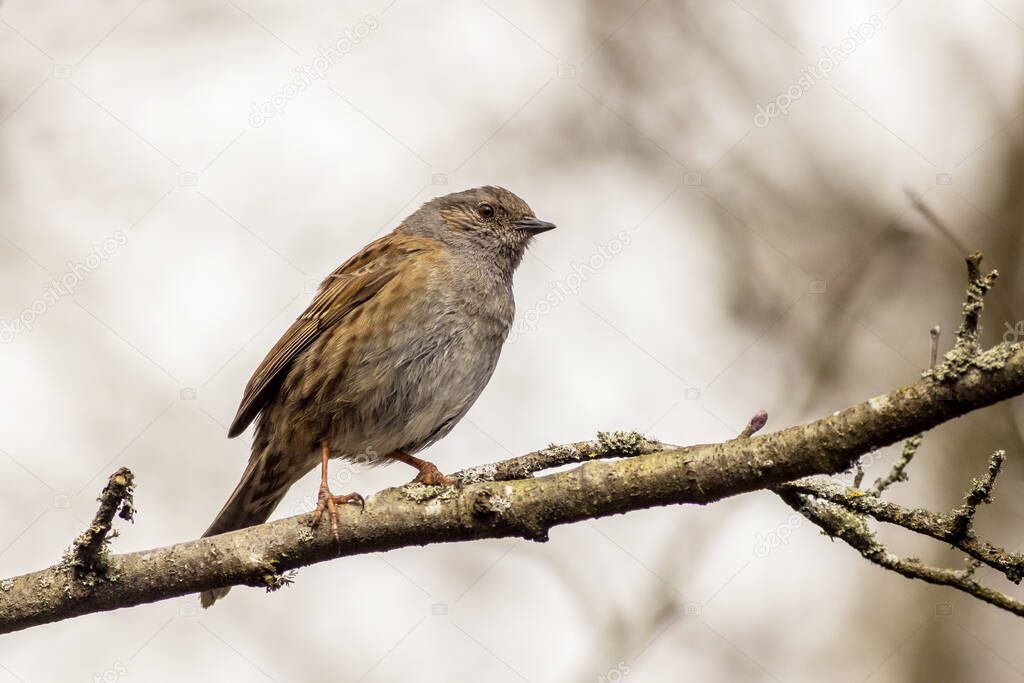 Dunnock (Prunella modularis) perched on a branch