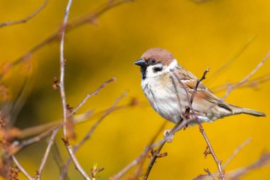 Ağaç serçesi (Passer montanus) sarı çiçek arkaplanlı bir çalıya tünemişti.