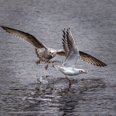 Kara kafalı bir martıya saldırmak üzere olan sıradan bir martı.