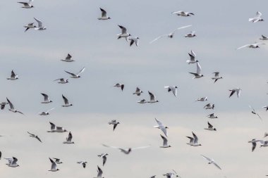 Uçan siyah başlı martı sürüsü