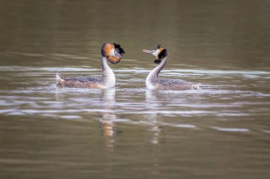 Büyük ibikli grebe (Podiceps kristali) kur dansı yapıyor