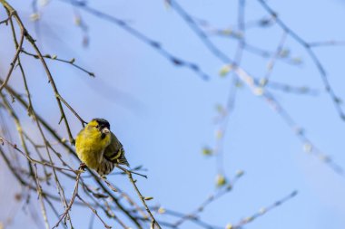 Siskin (Carduelis spinus) bir ağaca tünedi