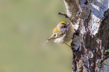 Bir ağaçta Goldcrest (Regulus regulus)