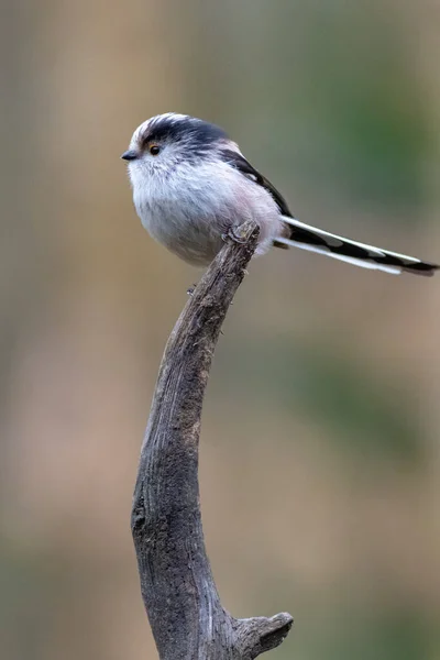 Μακράς Tailed Tit Caudatus Aegithalos Πάνω Ένα Κλαδί — Φωτογραφία Αρχείου