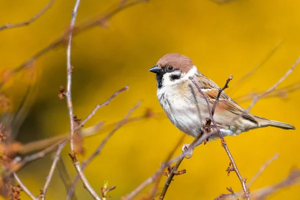 Tree Sparrow Passer Montanus Perched Bush Yellow Flower Background — Stock Photo, Image