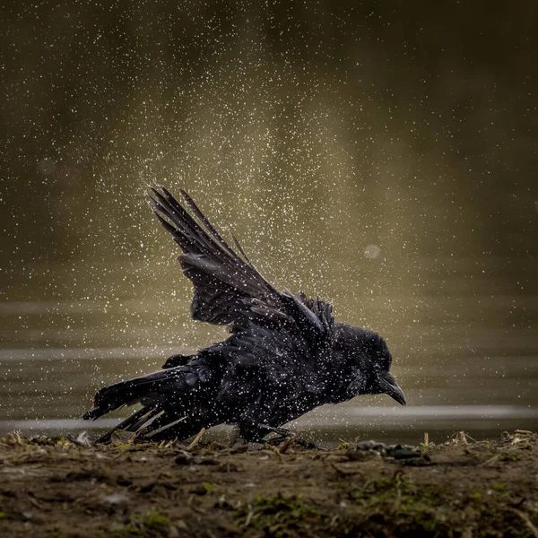 Kruk Corvus Corone Myjący Potrząsający Wodą — Zdjęcie stockowe