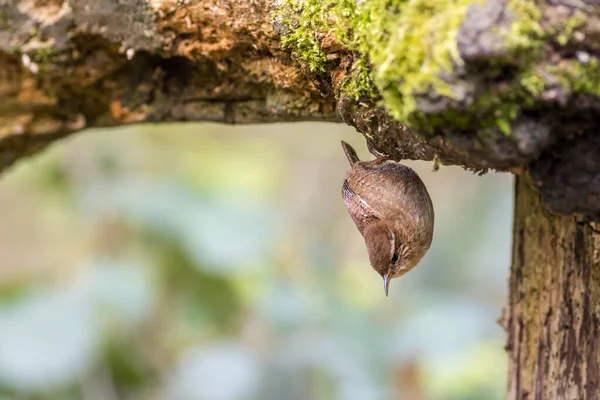 Wren Troglodytes Troglodytes Appeso Testa Giù Dow — Foto Stock