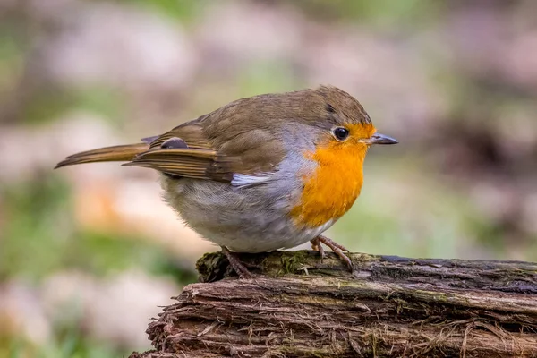 Bir Kütüğe Tünemiş Avrupa Bülbülü Erithacus Rubecula — Stok fotoğraf