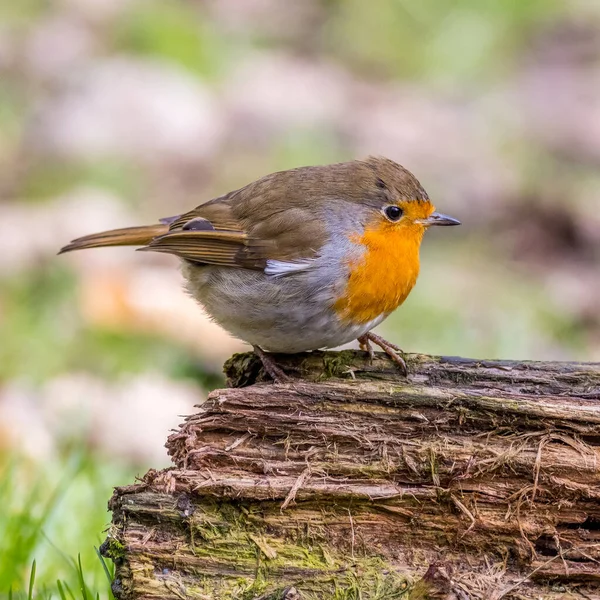 Bir Kütüğe Tünemiş Avrupa Bülbülü Erithacus Rubecula — Stok fotoğraf