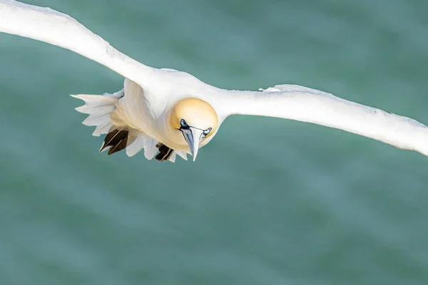 Gannet Morus Bassanus 飞行中 — 图库照片